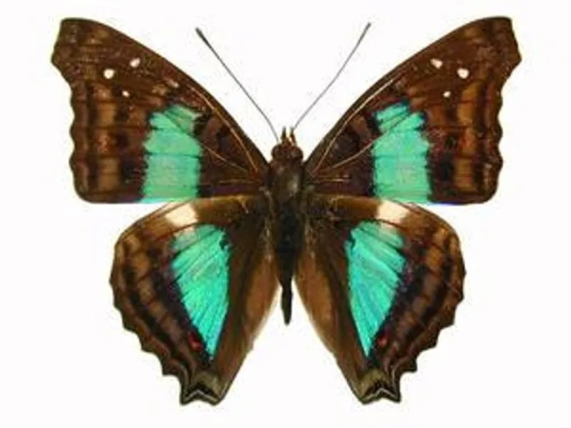 Real Doxocopa Cherubina sparkling Cherub | Etsy