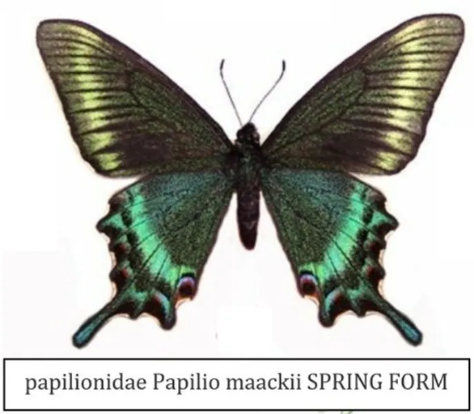Papilionidae Papilio Maackii Butterfly  Unmounted/folded or | Etsy