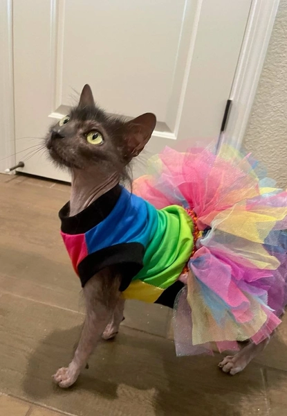 Rainbow Pride Sphynx Tutu