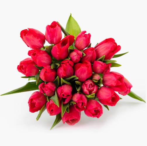 Radiant Red Tulip