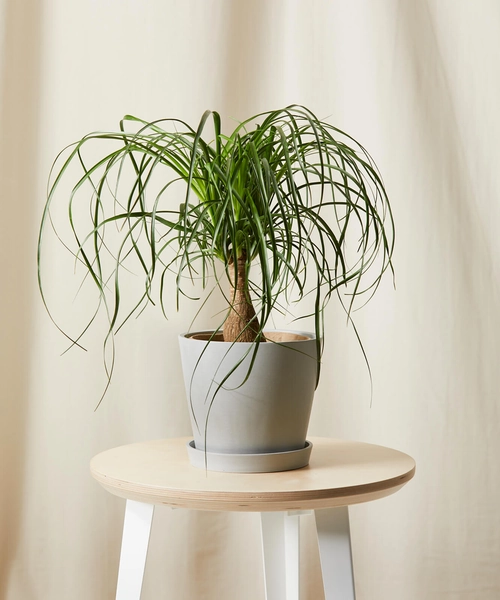 Ponytail Palm | Stone