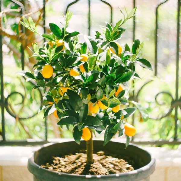 Clementine Mandarin Tree - Stark Bro’s