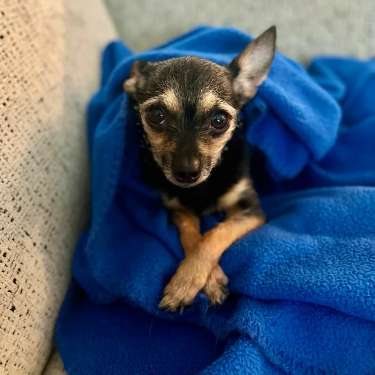 Phillip Fund - Healthcare