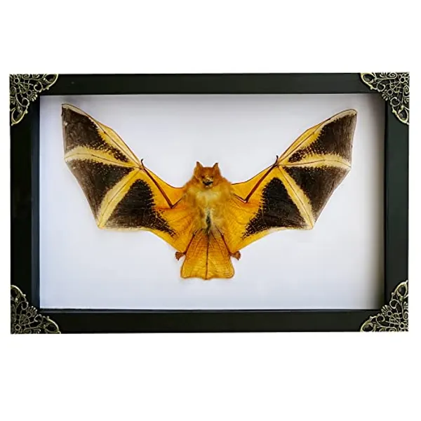 Real Framed Fire Bat Wings Spread White Shadow Box Preserved Specimen Bug Dead Taxidermy Gothic Décor Oddities Artwork Taxidermy Wall Hanging Tabletop Bookshelf Gallery Decoration K27-71-TR