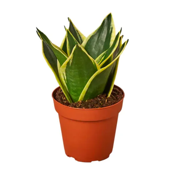 Snake Plant