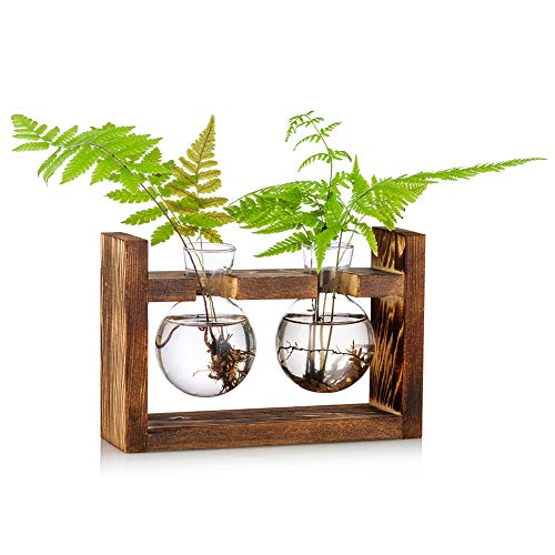 Propagation Station 2 Pcs Bulb Vase Glass Sweet Pea Vase for Flowers Terrarium Jar Planter with Wooden Rack Stand Holders for Green Water Plants Fit for Home Kitchen Table Desk Indoor Decor - Wood - 2Bulbs