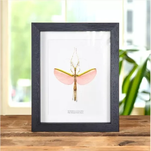 Pink Winged Stick Insect in Box Frame (Necroscia annulipes)