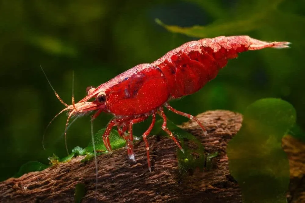 Shrimp Fund Helping Hand