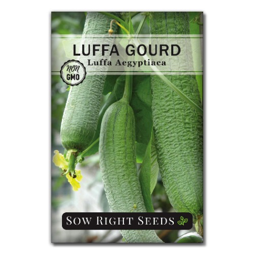 Sow Right Seeds - Luffa Gourd Seed for Planting - Non-GMO Heirloom Packet with Instructions to Plant a Home Vegetable Garden - Great Gardening Gift (1) - 1