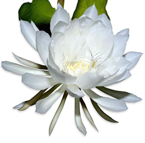 Easy to Grow Epiphyllum Oxypetalum 'Queen of The Night' (Fragrant Orchid Cactus) in a Grower's Pot - White Fragrant Flowers Indoors or Warm Climates - White