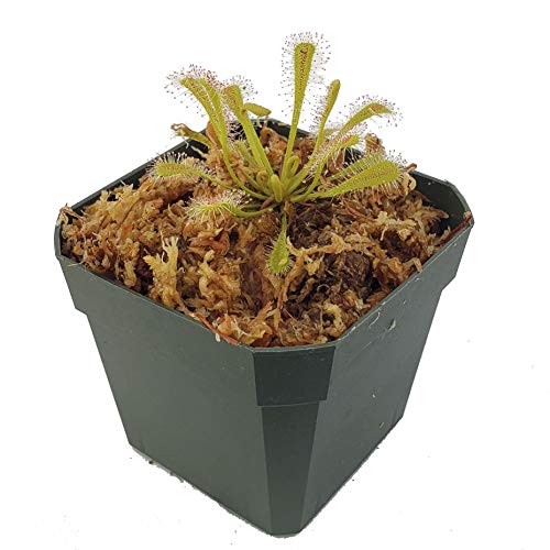 Bird's Nest Sundew - Drosera nidiformis - Bug-Eating Carnivorous Plant - Live Arrival, 3" Pot & Soil Included - Predatory Plants