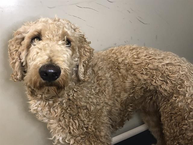 Rescue a Dog with me