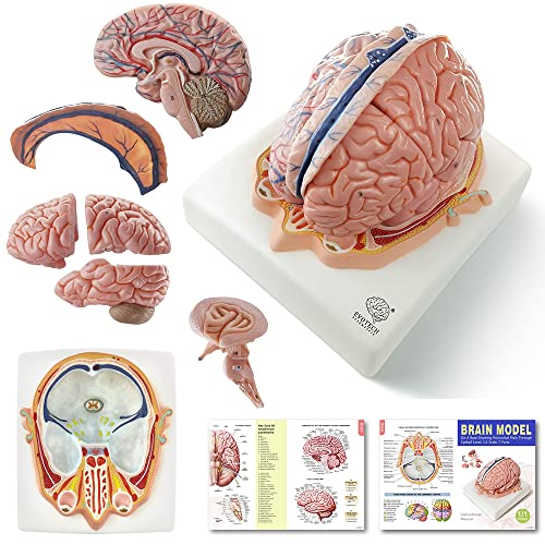 Evotech Human Brain Model w/Arteries, 7 Parts Life Size Anatomy Brain Model on a Base Show Horizontal Plain Through Eyeball Level for Science Classroom Study Display, Manual Included - 7 Parts Life Size