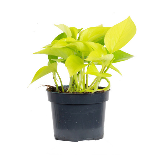 Neon Pothos