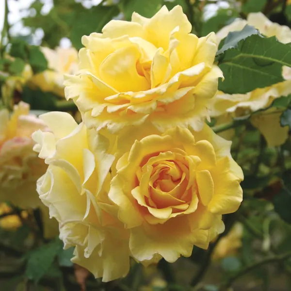 Gold Badge Climbing Rose by Heirloom Roses - Yellow Climbing Rose - 
