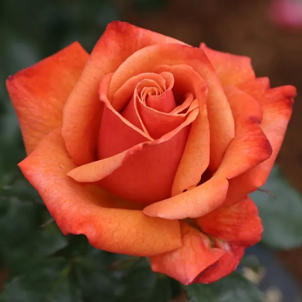 Own-Root One Gallon Remember Me® Hybrid Tea Rose by Heirloom Roses - 