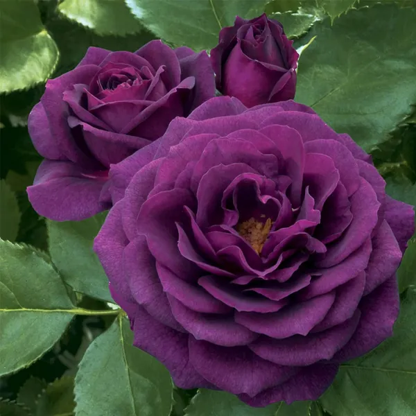 Ebb Tide™ Floribunda Rose by Heirloom Roses - Purple Roses for Planting - 