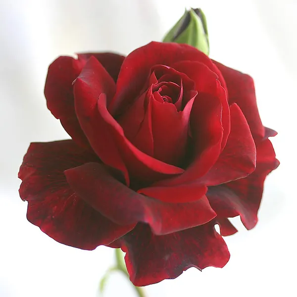 Don Juan Climbing Rose by Heirloom Roses - Rose Bushes Ready to Plant Outdoors - 