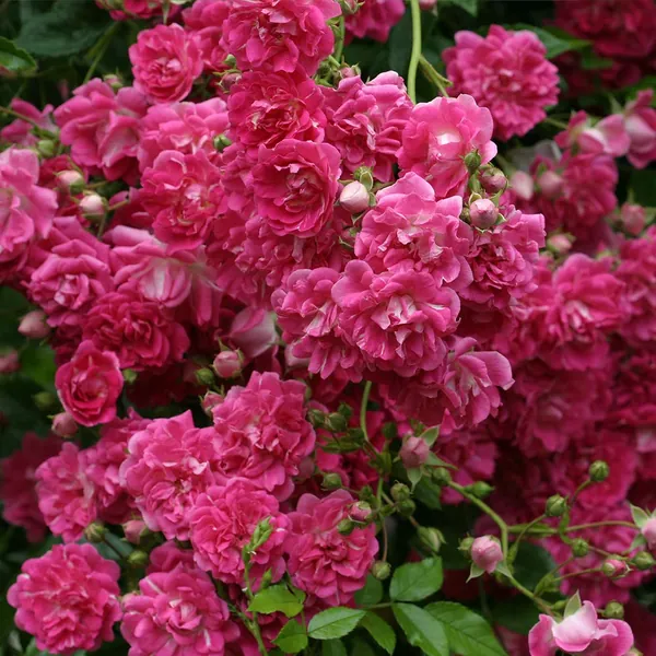 Super Excelsa Rambling Rose by Heirloom Roses - Rose Bushes for Planting - 