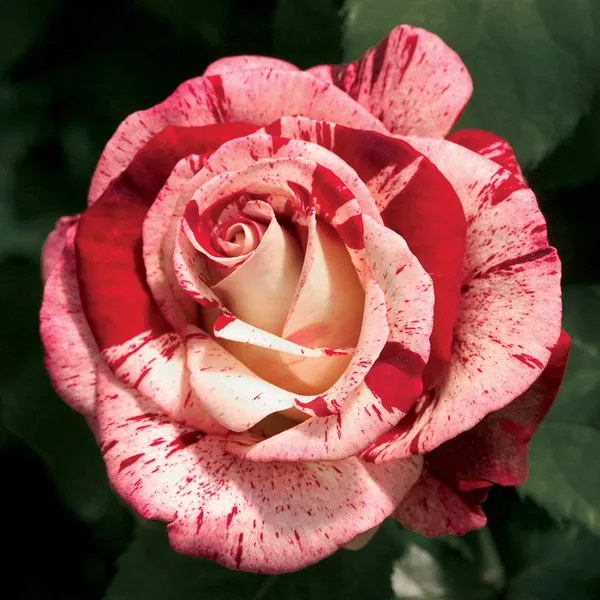 Rock & Roll™ Grandiflora Rose by Heirloom Roses - Live Rose Bush - 