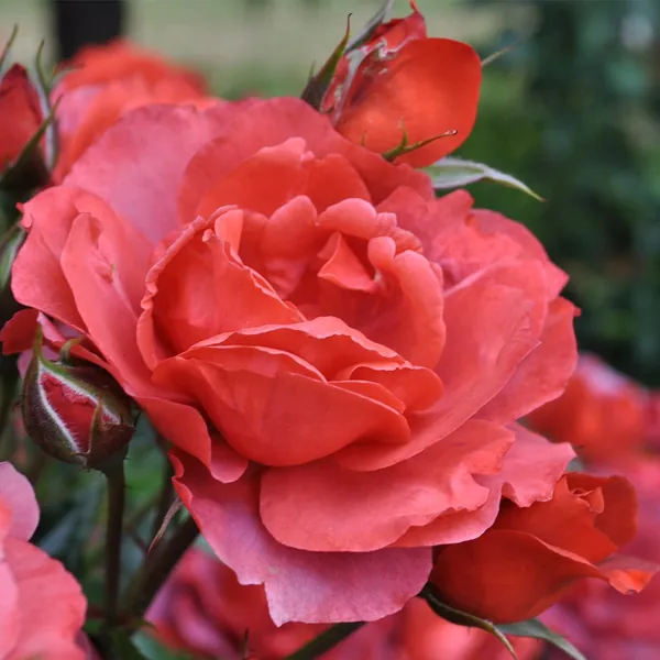 Hot Cocoa™ Floribunda Rose by Heirloom Roses - Live Rose Plants Ready to Plant Outdoors - 