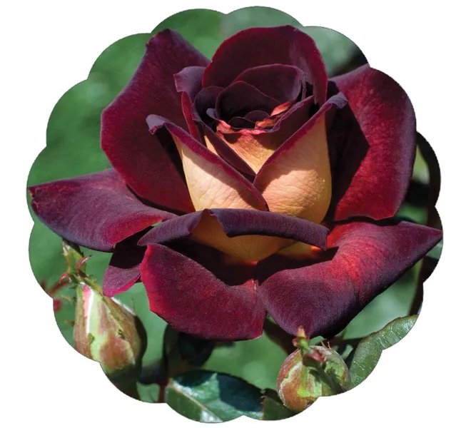 Stargazer Perennials Dark Night Rose Plant Potted | Non Stop Blooms Velvet Red Black Flowers Cream Reverse | Own Root Easy to Grow - 