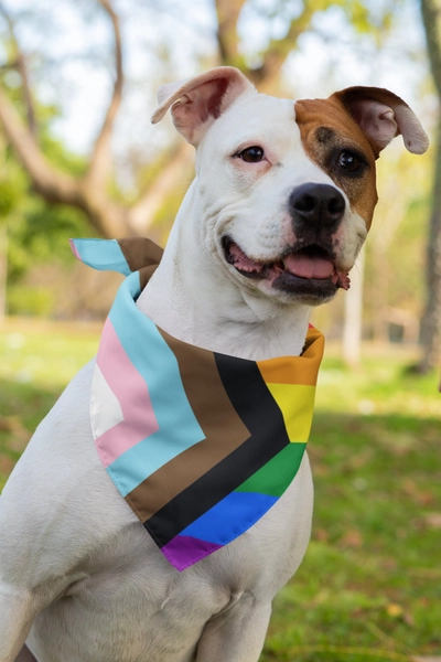 Progress Pride Dog Collar Bandana