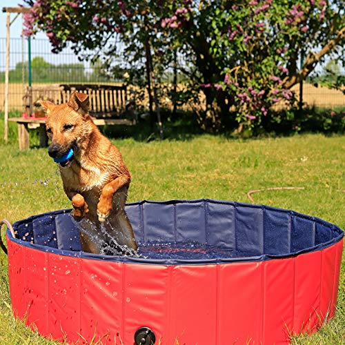 lionto Piscina Plegable de PVC para Perros Bañera para Perros Piscina para Mascotas Bañera Plegable para Perros, (M) 120 cm Ø Altura 30 cm Azul/Rojo - (M) 120x30 cm