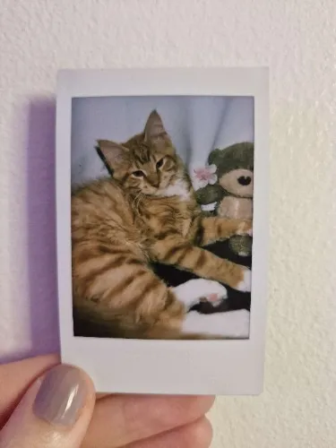 Polaroid #3