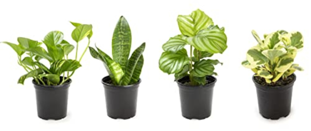 Essential Houseplant Collection (4PK) Live Plants Indoor Plants Live Houseplants in Plant Pots, Easy House Plants Indoors Live, Snake Plant, Pothos in Potting Soil, Clean Air Plants by Plants for Pets - 4-PACK - Black