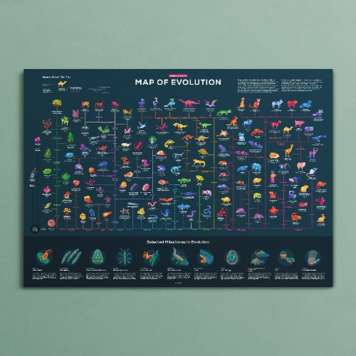 Map of Evolution Poster | Default Title