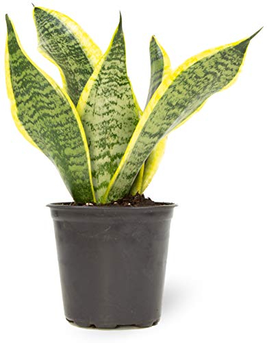 Live Snake Plant, Sansevieria trifasciata Superba, Fully Rooted Indoor House Plant in Pot, Mother in Law Tongue Sansevieria Plant, Potted Succulent Plant, Houseplant in Potting Soil by Plants for Pets - Sansevieria Superba - Plants for Pets - Standard Pot