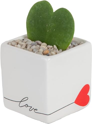 Costa Farms Mini Succulent, Live Succulent Plant, Grower's Choice Indoor Houseplant in Cute Décor Planter, Mother's Day Gift for Mom, For Wife, From Daughter, Son, Room Decor, 2-Inches Tall - Cute Love Balloon Plant Pot - 4-5 Inches Tall - Hoya Heart - Planter