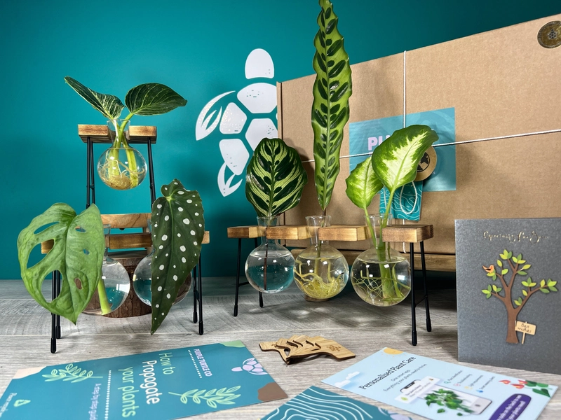 Plant Propagation Set + Gift Box | Plant & Garden Lovers Gift | Gifts For Her | Indoor Plant Cuttings Stand | + Free Plant App Membership