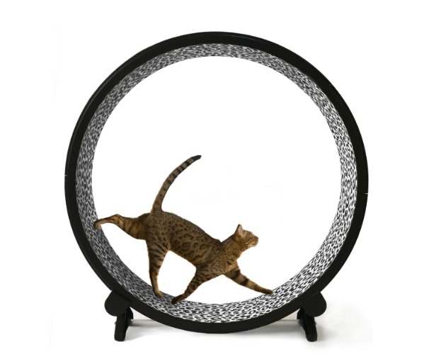 Cat Exercise Wheel - 6th Generation | Snow Leopard