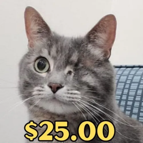 $25.00 Fury Surgery Fund Donation