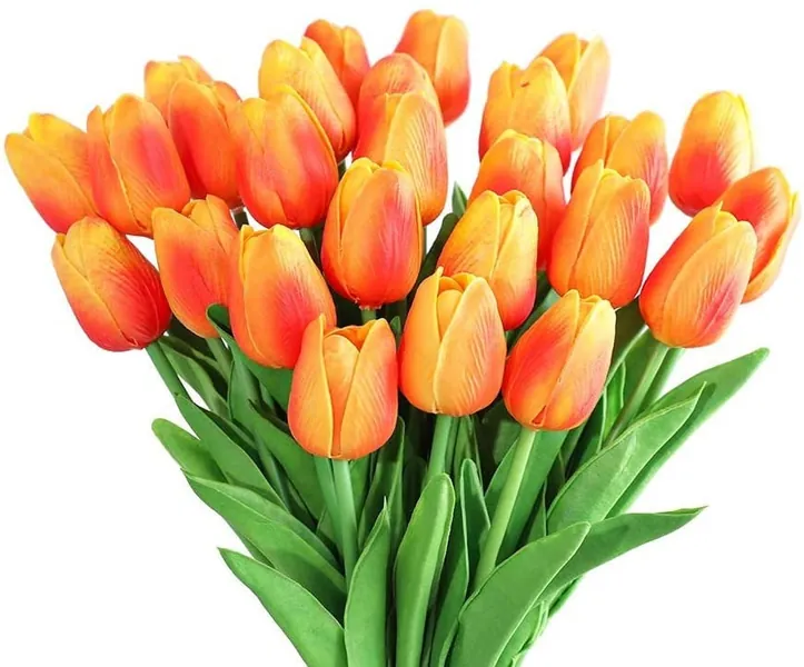 Tulip Flowers