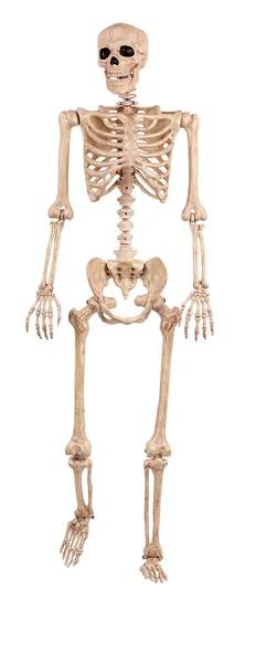 Crazy Bonez Pose-N-Stay Skeleton - Original Pose-N-Stay