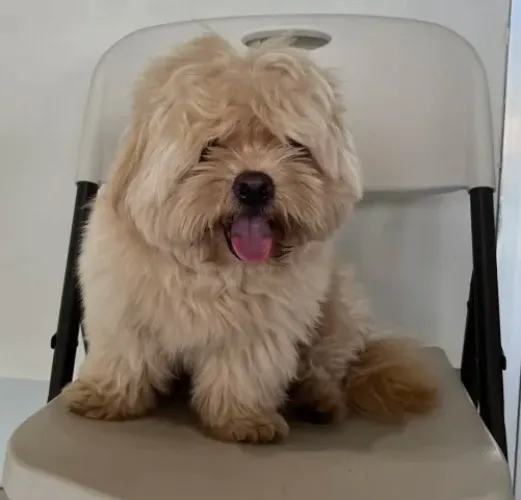 hachi grooming funds!