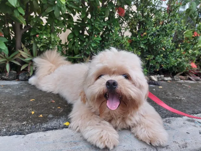 hachi grooming services!