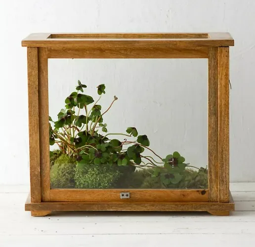 Specimen Case Terrarium