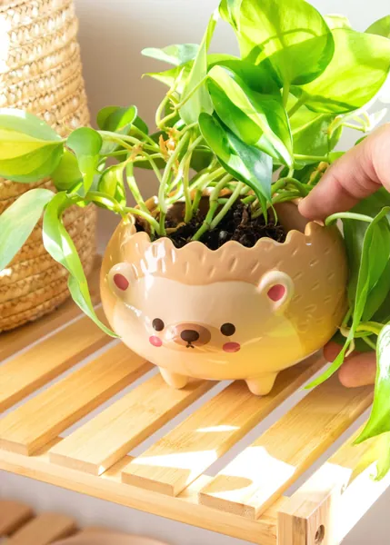 Heji Hedgehog Planter
