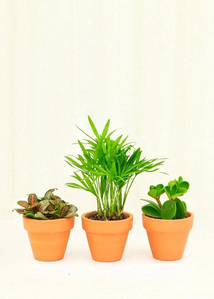 Baby Box + Planter Set | Baby Pet-Friendly Box + Planter Set