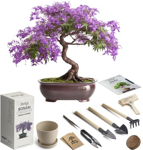 Bonsai Starter Kit – 1x Bonsai Tree | Complete Indoor Starter Kit for Growing Bonsai Plants with Tools & Planters – Gardening Gifts for Women & Men - 1 Tree (Jacaranda)