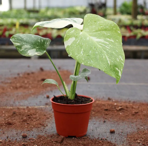 Monstera Thai Constellation : Indoor Plants - Easy Care Houseplant - Starter Plant ,Live Indoor, Easy to Grow - Beginner Plant