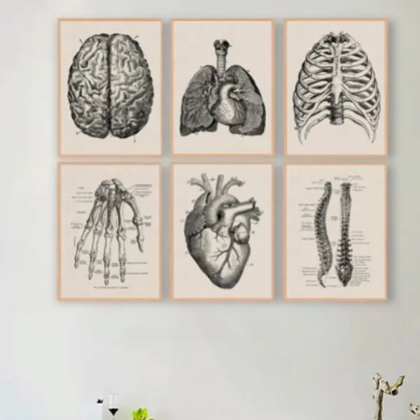 Human Anatomy Artwork Medical Wall Picture Muscle Skeleton Vintage Poster Nordic Canvas Print Education Painting Modern Decor(unframed)