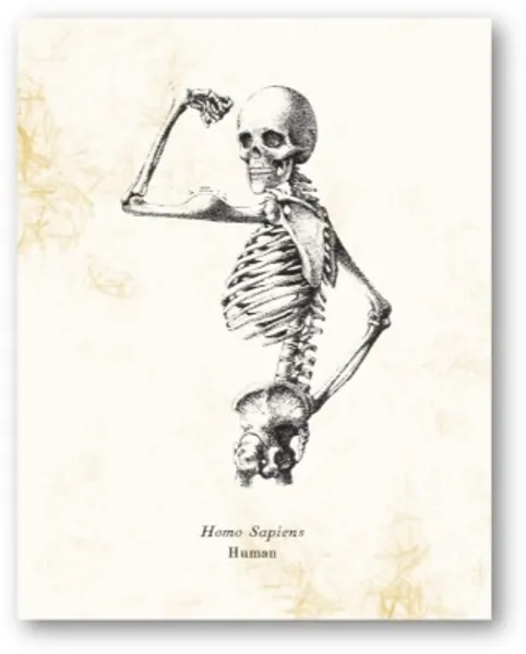Homo Sapiens Human Skeleton Vintage Drawing - Biology Lab, Office, Library Decor - Science Classroom Artwork - 11 x 14 Unframed Print - Great Gift for Anatomy Lovers, Scientists, Teachers, Doctors