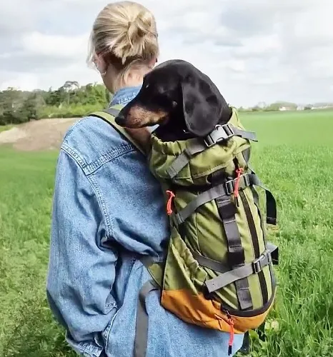 K9 Urban 3 Dog Backpack Carrier