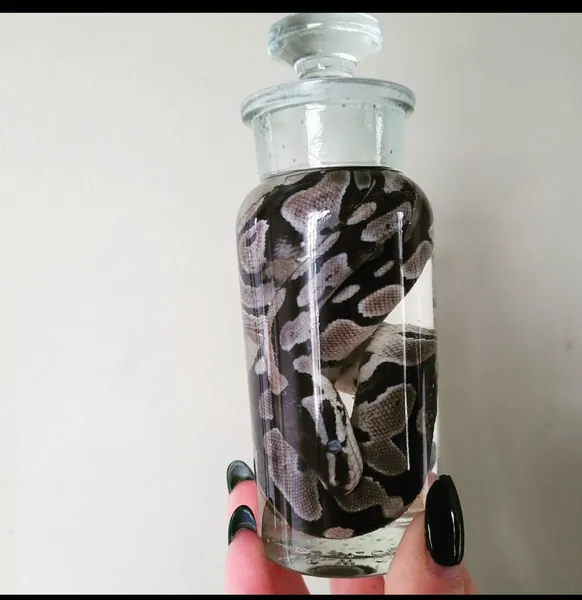 Choice of Young Ball python formalin fixed wet specimen in an antique apothecary jar. Taxidermy oddities curiosities reptile snake