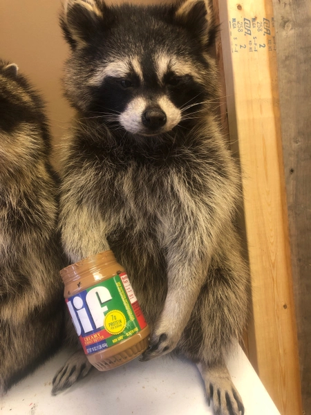 Peanut butter eating raccoon big